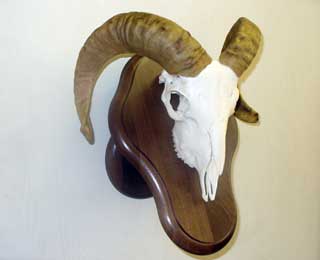 Sheep Skull on panel