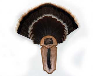 Turkey Tail Fan Plaque