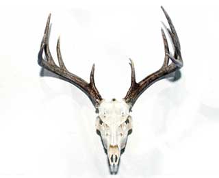 Whitetail European Mount