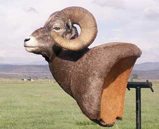 Big Horn Sheep - Kim