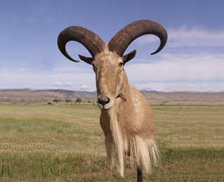 28.5-inch Aoudad