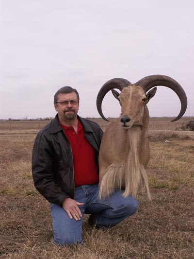 29-inch Aoudad - Bill