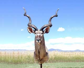 58-inch Greater Kudu - Jim Newman