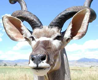 58-inch Greater Kudu - Jim Newman