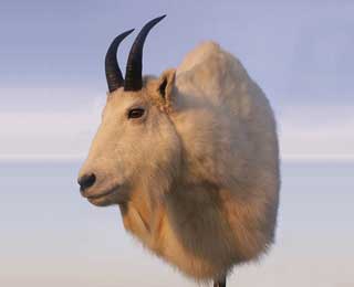 9.5-inch Alaskan Mountain Goat