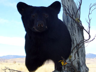 Black Bear