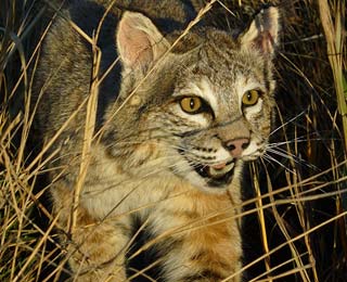 Frank's Bobcat