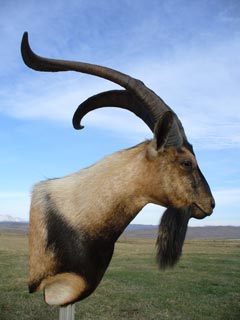 Ibex Goat