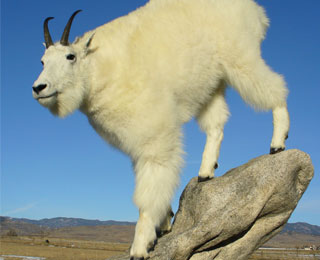 Dave's Colorado Mnt. Goat