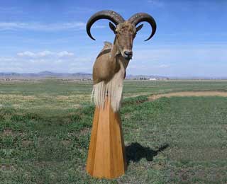 Aoudad Sheep pedestal mount