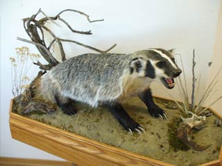 Badger