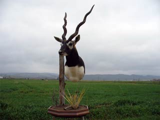 Blackbuck Antelope
