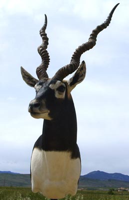 Other Animals