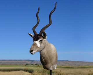 Addax - Blake