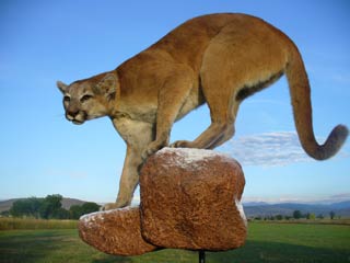 Brian's Colorado Mountain Lion