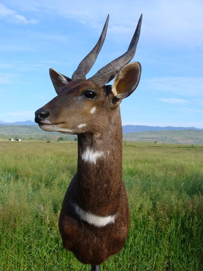 Bushbuck