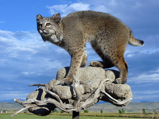 Chris - Kansas bob cat