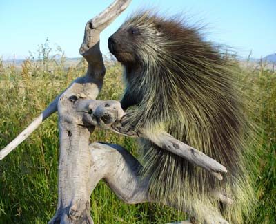 Porcupine - Chris
