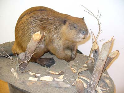 Colorado Beaver
