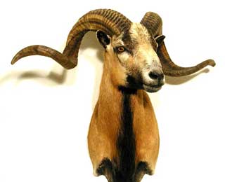 Corsican Sheep Shoulder Mount