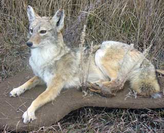 Coyote - Andrew