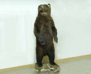 The finished grizzly bear.