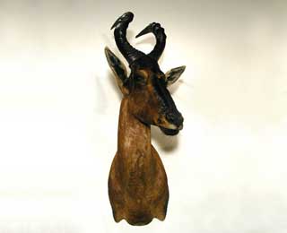Gold Medal Red Hartebeest - Gloria Newman