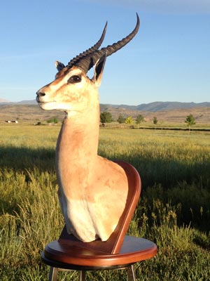 Grants Gazelle