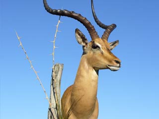 Impala