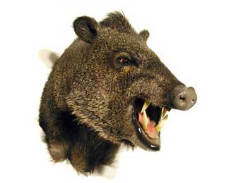 Javelina