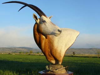 Scimitar Horned Oryx Pedestal