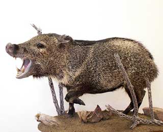 Texas Javelina