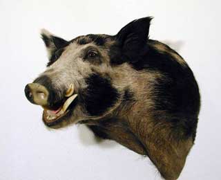 Wild Russian Boar