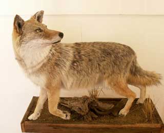 Wyoming Coyote - Lou