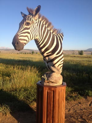 Zebra Pedestal